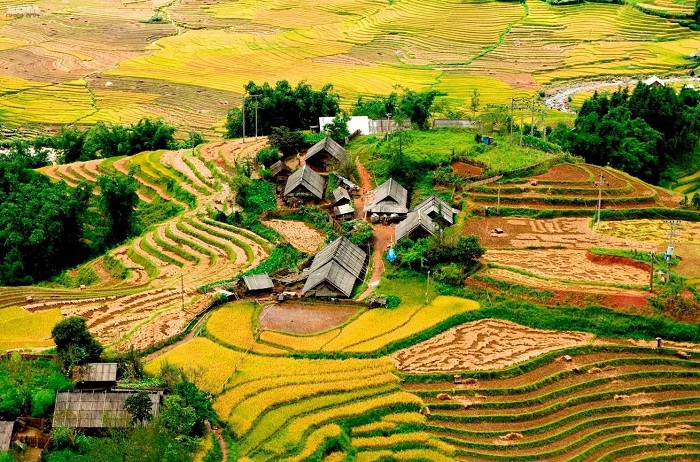 moisson riz Vietnam tu le lao cai
